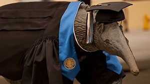 Bronze anteater statue with cap and gown