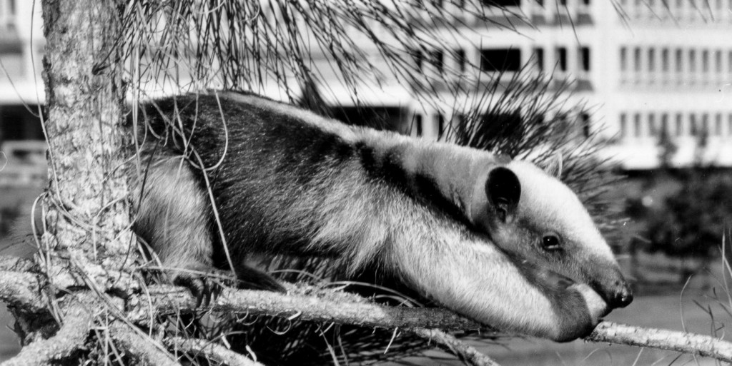 anteater-evergreen